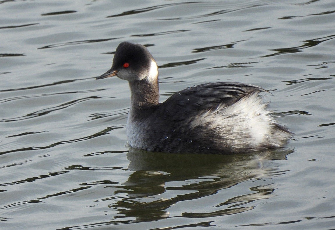 Eared Grebe - ML615029373