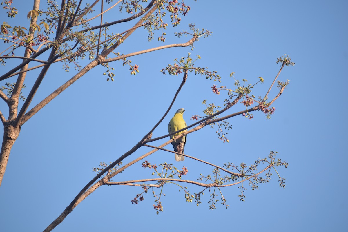 Yellow-footed Green-Pigeon - ML615029377