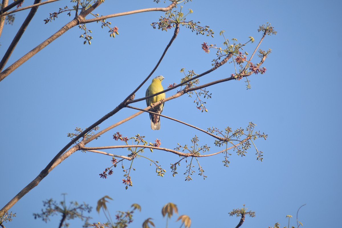 Yellow-footed Green-Pigeon - ML615029378