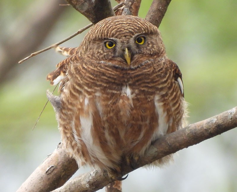 Asian Barred Owlet - ML615029429