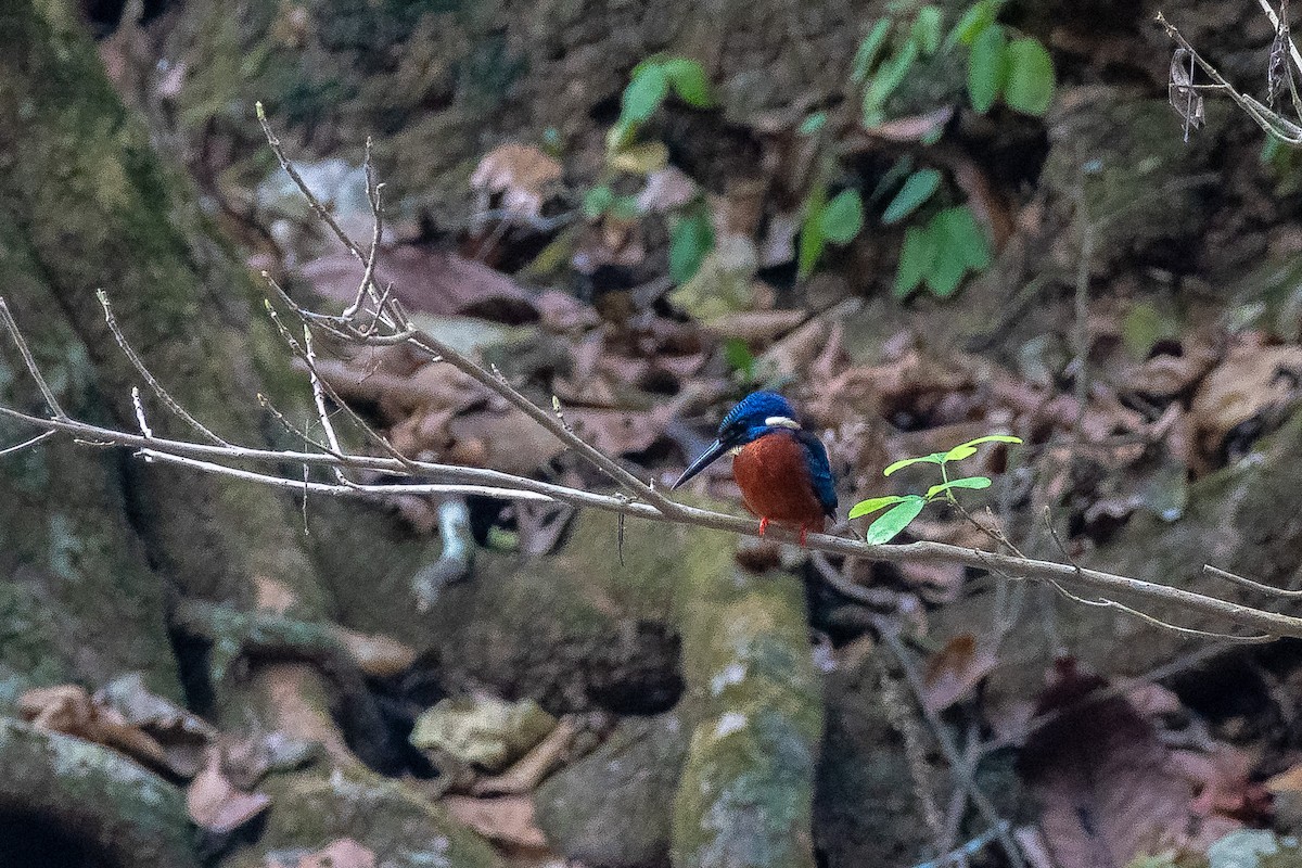 Blue-eared Kingfisher - ML615029440