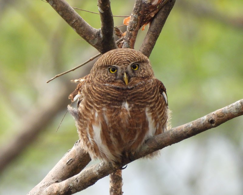 Asian Barred Owlet - ML615029456