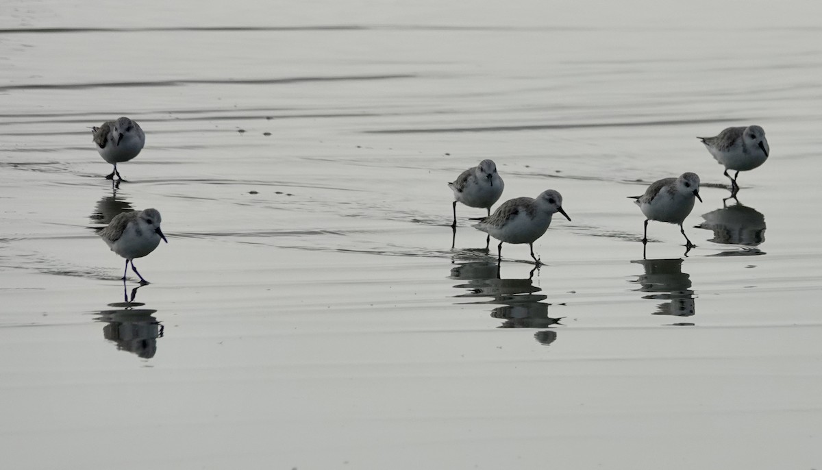 Sanderling - Jill Punches