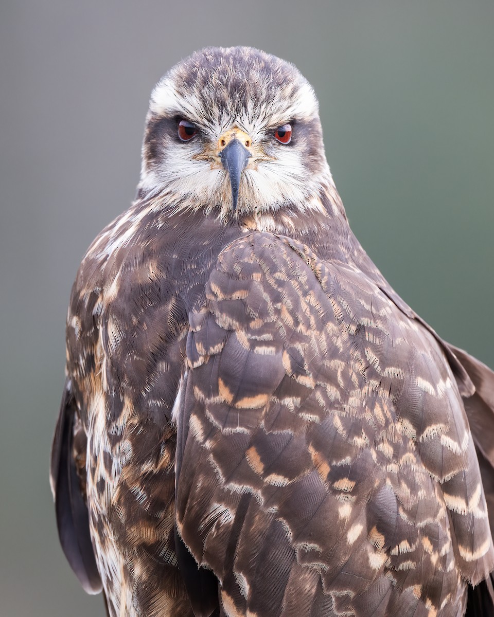 Snail Kite - ML615029602