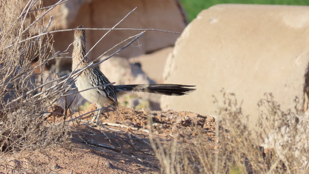 Greater Roadrunner - ML615029612