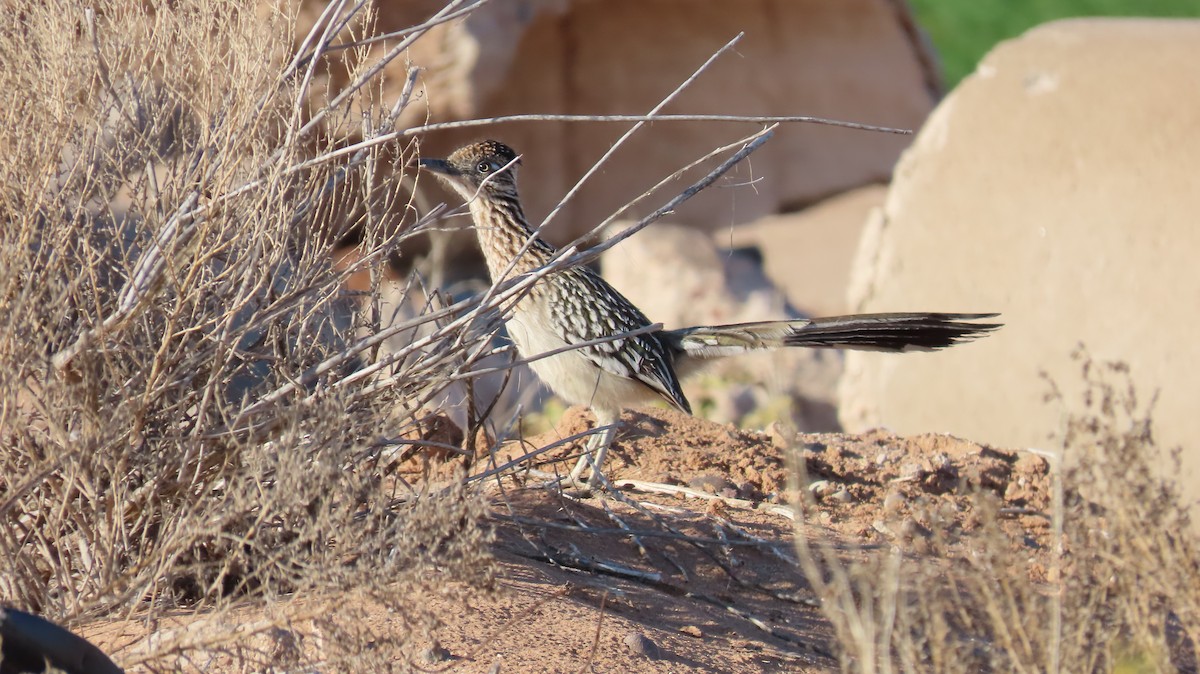 Greater Roadrunner - ML615029613