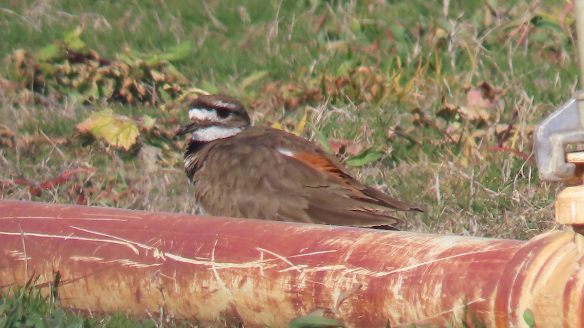 Killdeer - ML615029625