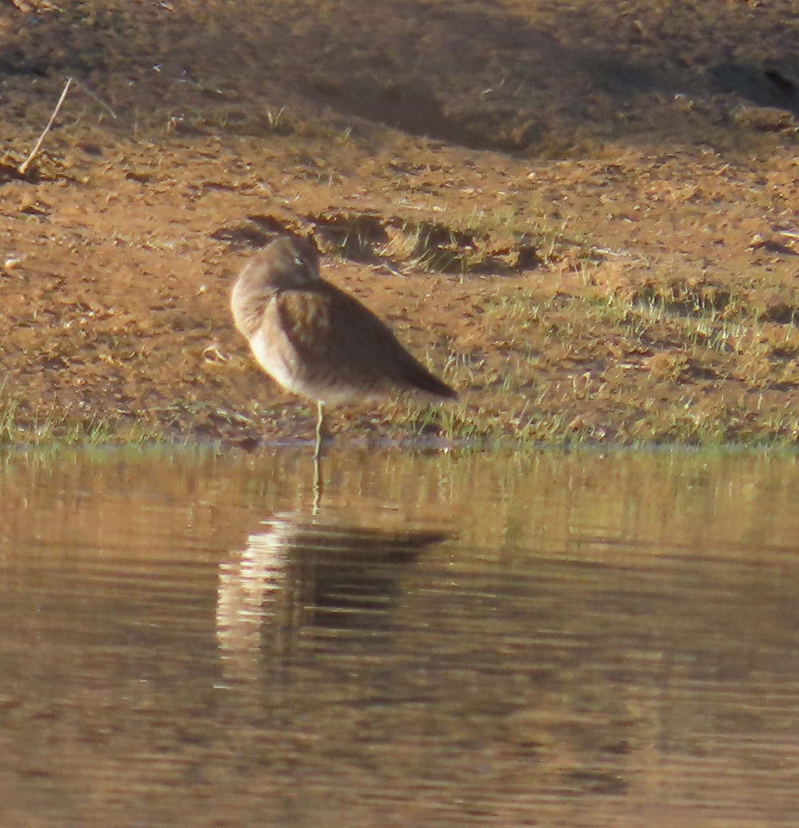 Long-billed Dowitcher - ML615029633