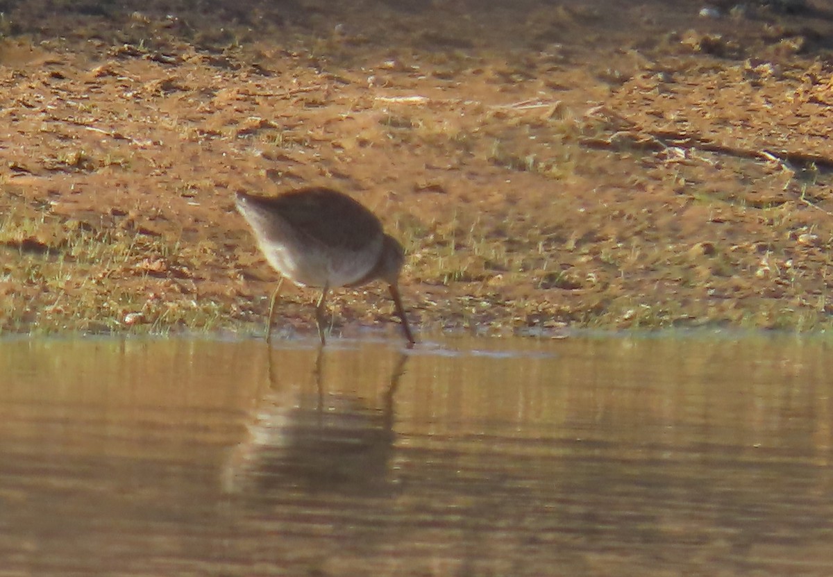 Long-billed Dowitcher - ML615029635