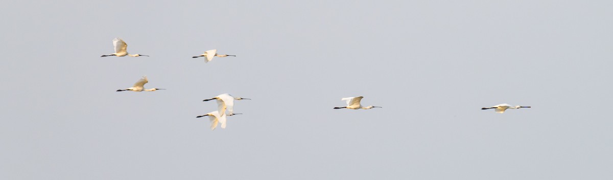 Eurasian Spoonbill - ML615029670