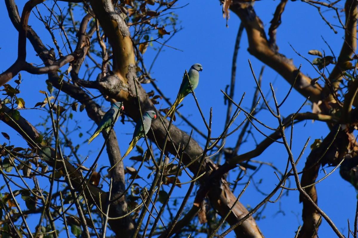 Malabar Parakeet - ML615029674