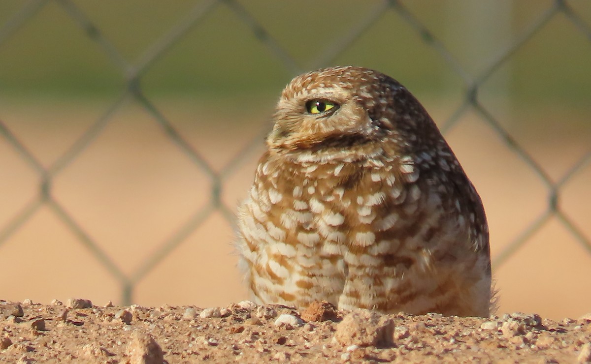 Burrowing Owl - ML615029707