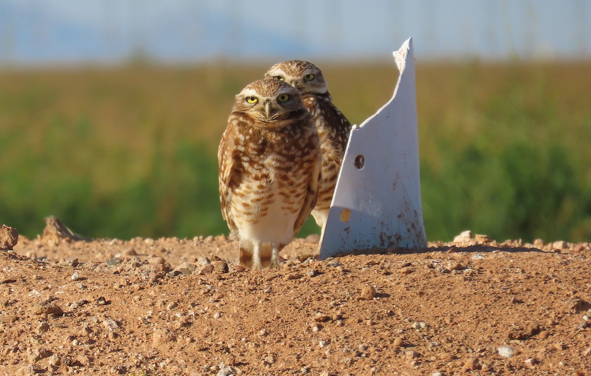 Burrowing Owl - Nancy Miller