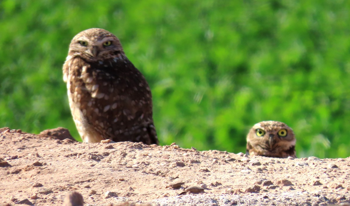 Burrowing Owl - ML615029710