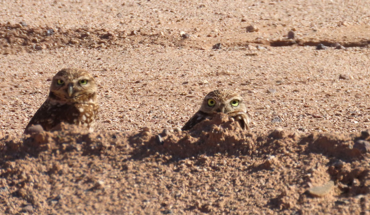 Burrowing Owl - Nancy Miller