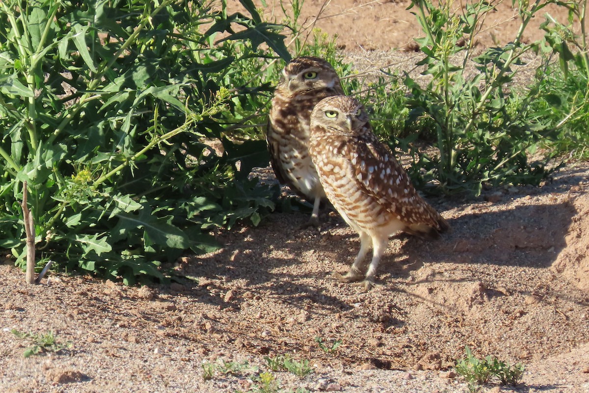 Burrowing Owl - Nancy Miller