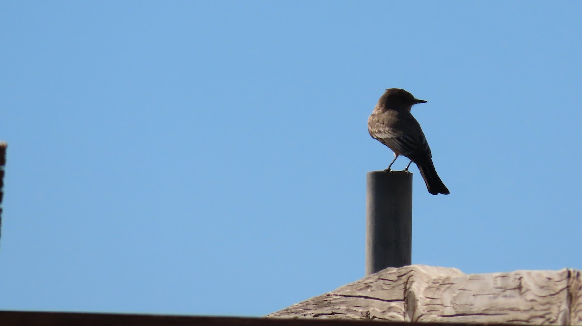 Say's Phoebe - ML615029725