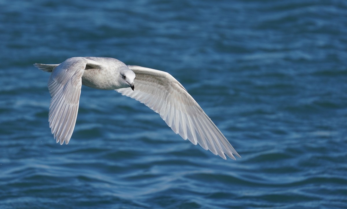 Iceland Gull (kumlieni) - Henry Meade