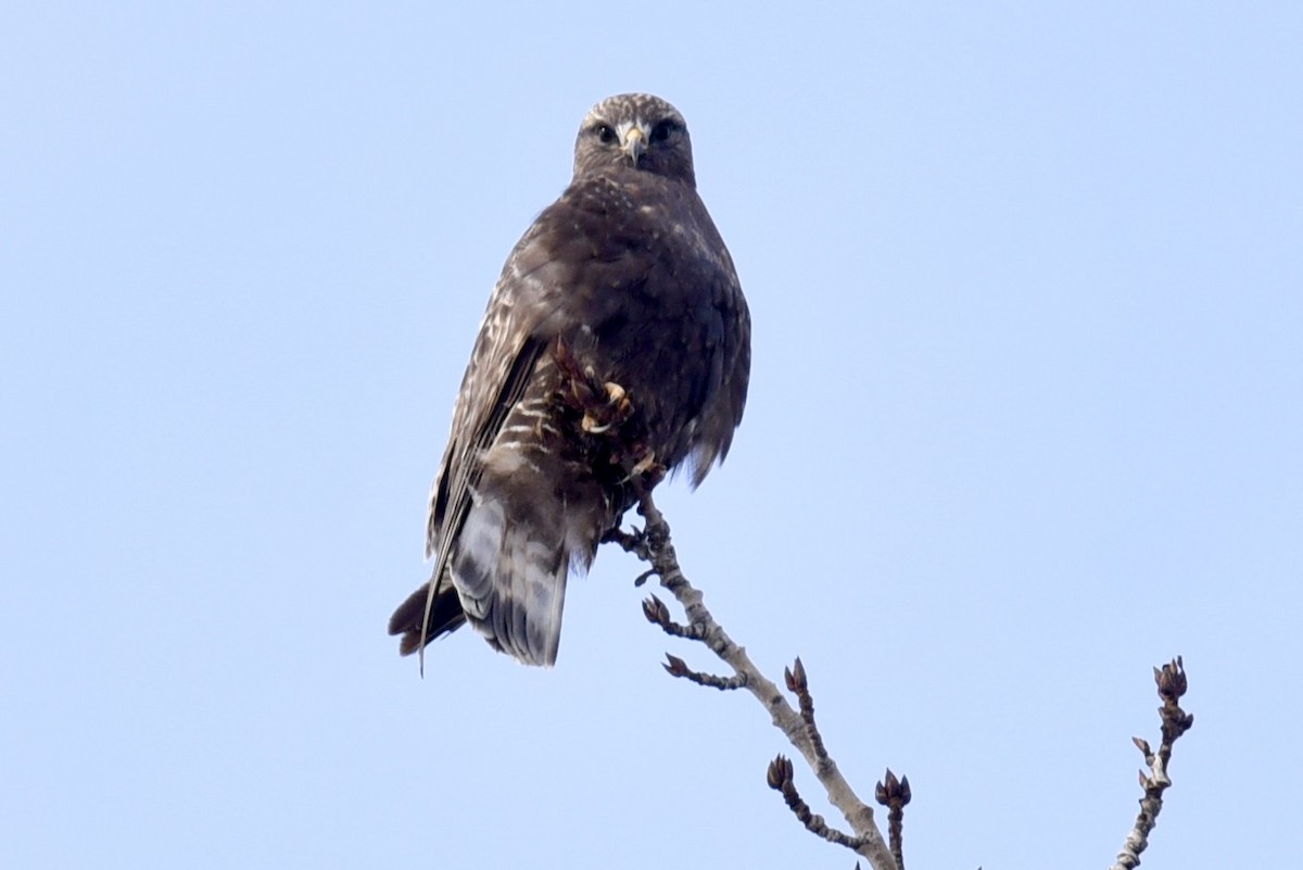 Rough-legged Hawk - Steve Ericson