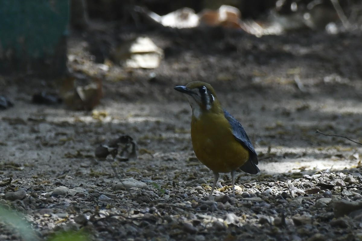 Orange-headed Thrush - ML615029750