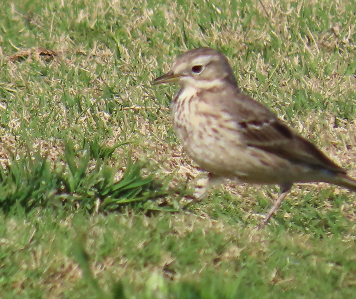 American Pipit - Nancy Miller