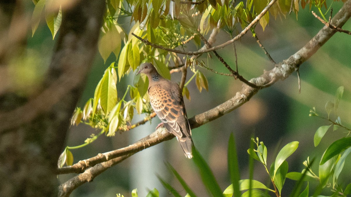 Oriental Turtle-Dove - ML615029758