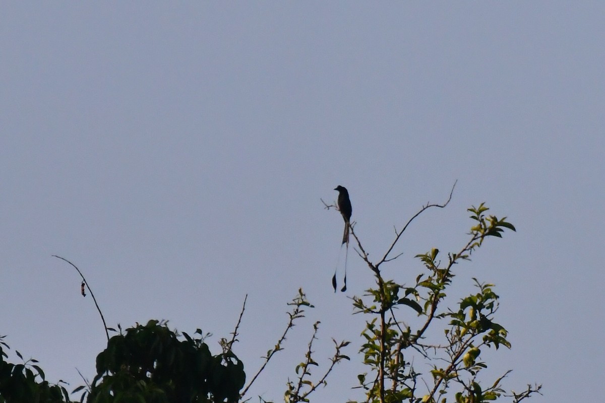 Greater Racket-tailed Drongo - ML615029767