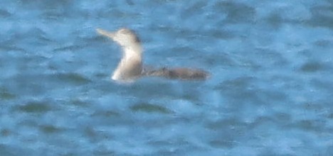 Yellow-billed Loon - ML615029798