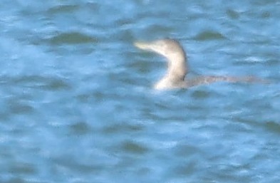 Yellow-billed Loon - Kenneth  Thompson