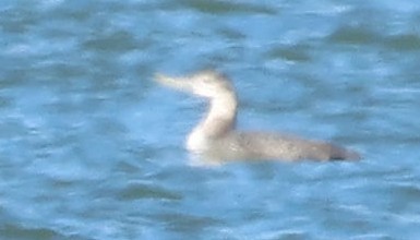 Yellow-billed Loon - Kenneth  Thompson