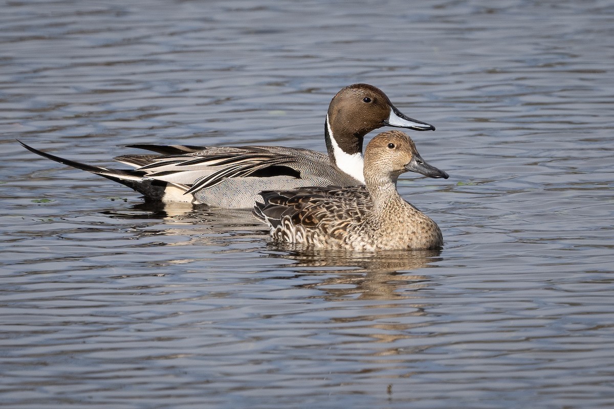 Northern Pintail - ML615029839