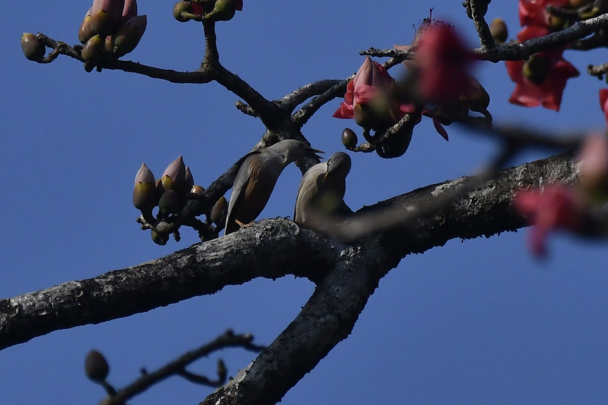 Malabar Starling - ML615029857