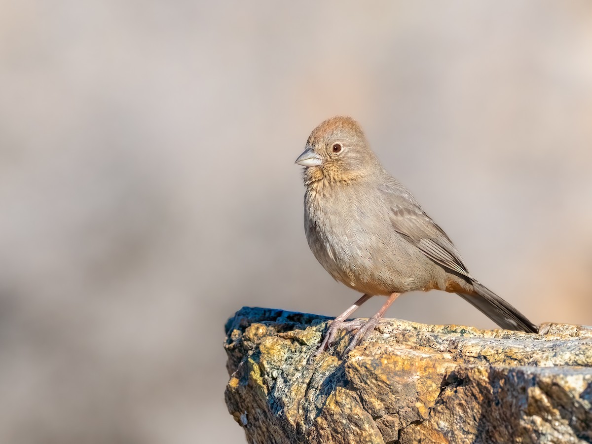 Canyon Towhee - ML615029864