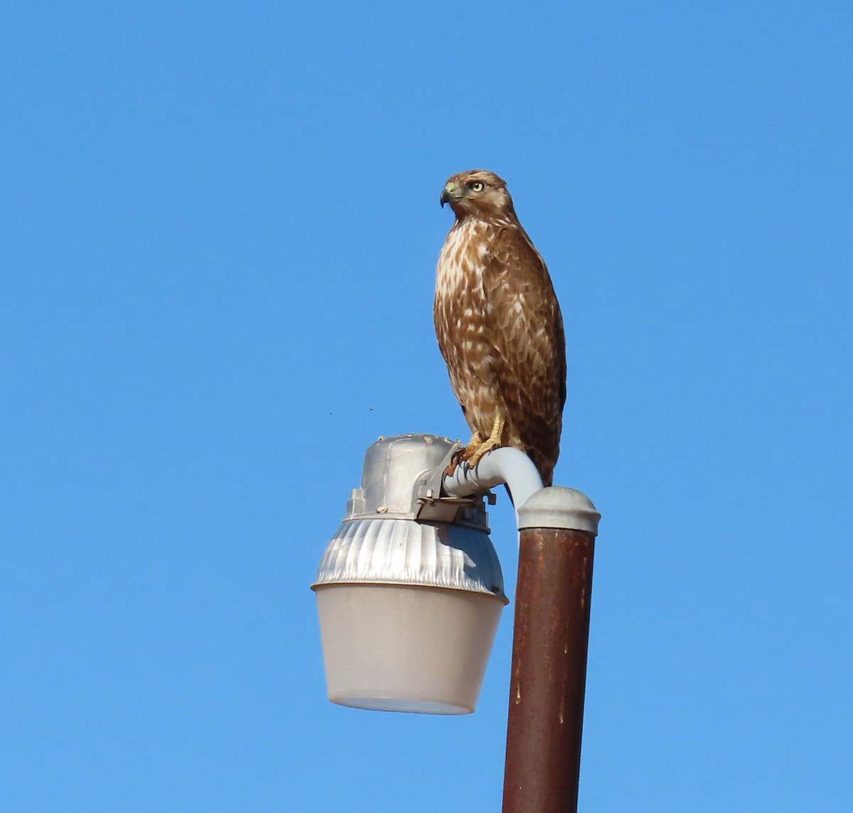 Red-tailed Hawk - ML615029881