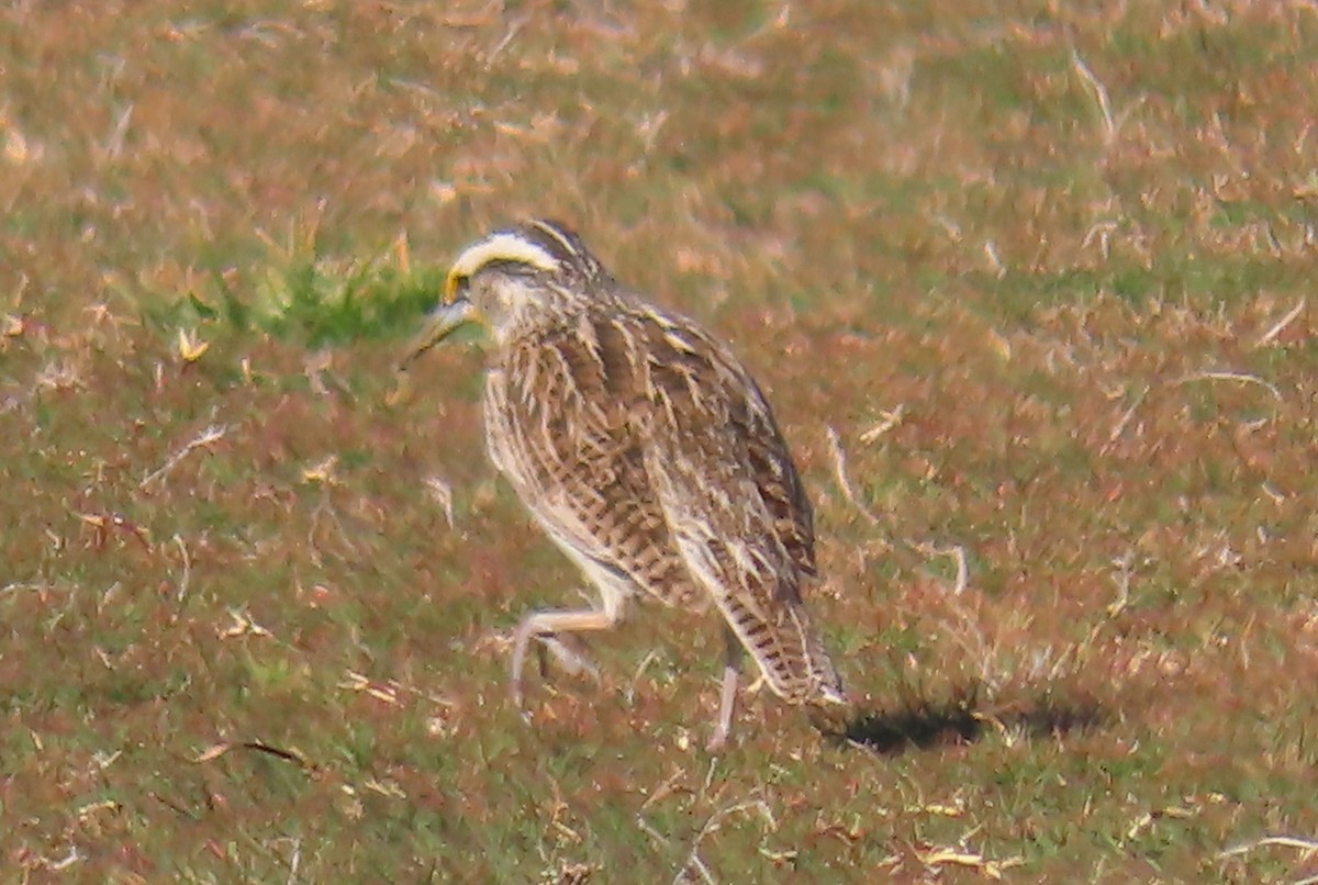 Western/Chihuahuan Meadowlark - ML615029895