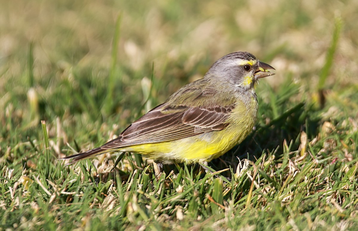 Yellow-fronted Canary - ML615029909