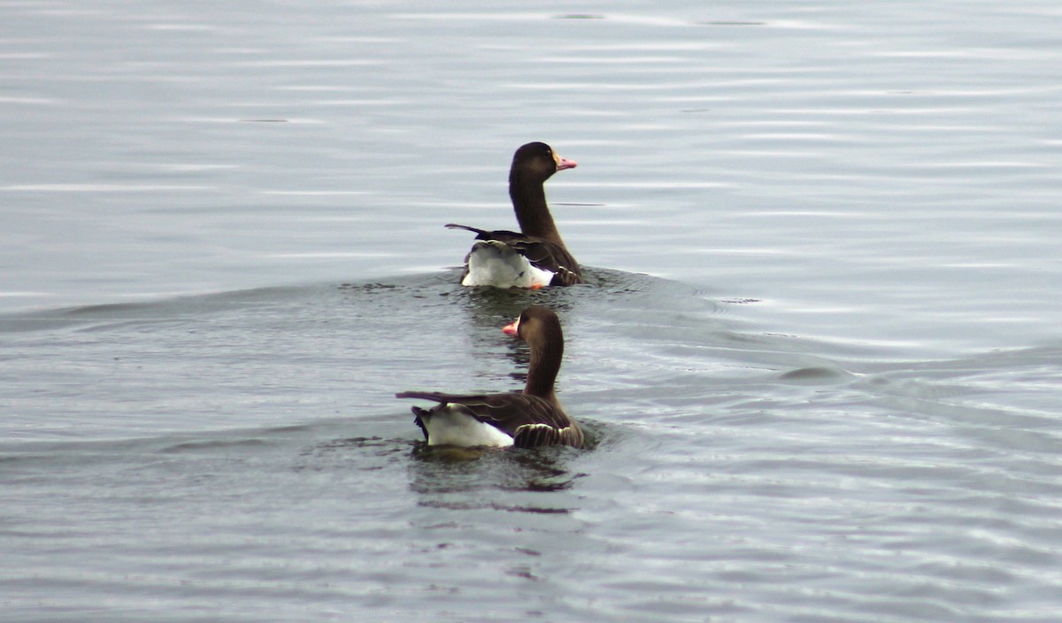 Greater White-fronted Goose - ML615029936