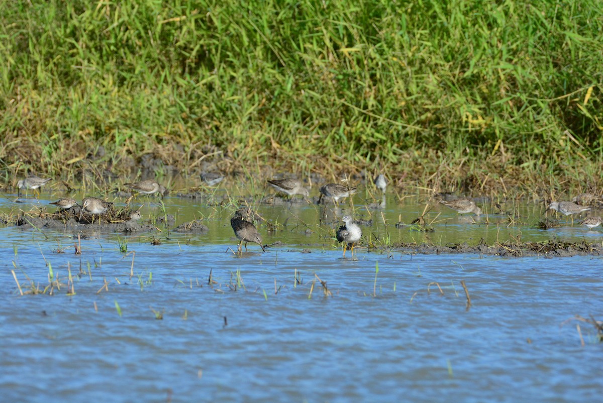 Lesser Yellowlegs - ML615029978