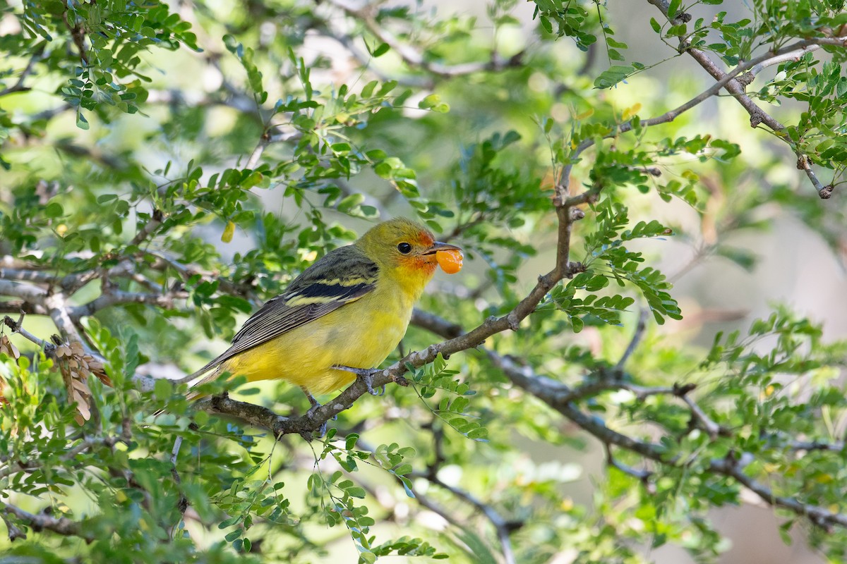 Western Tanager - Emma Price