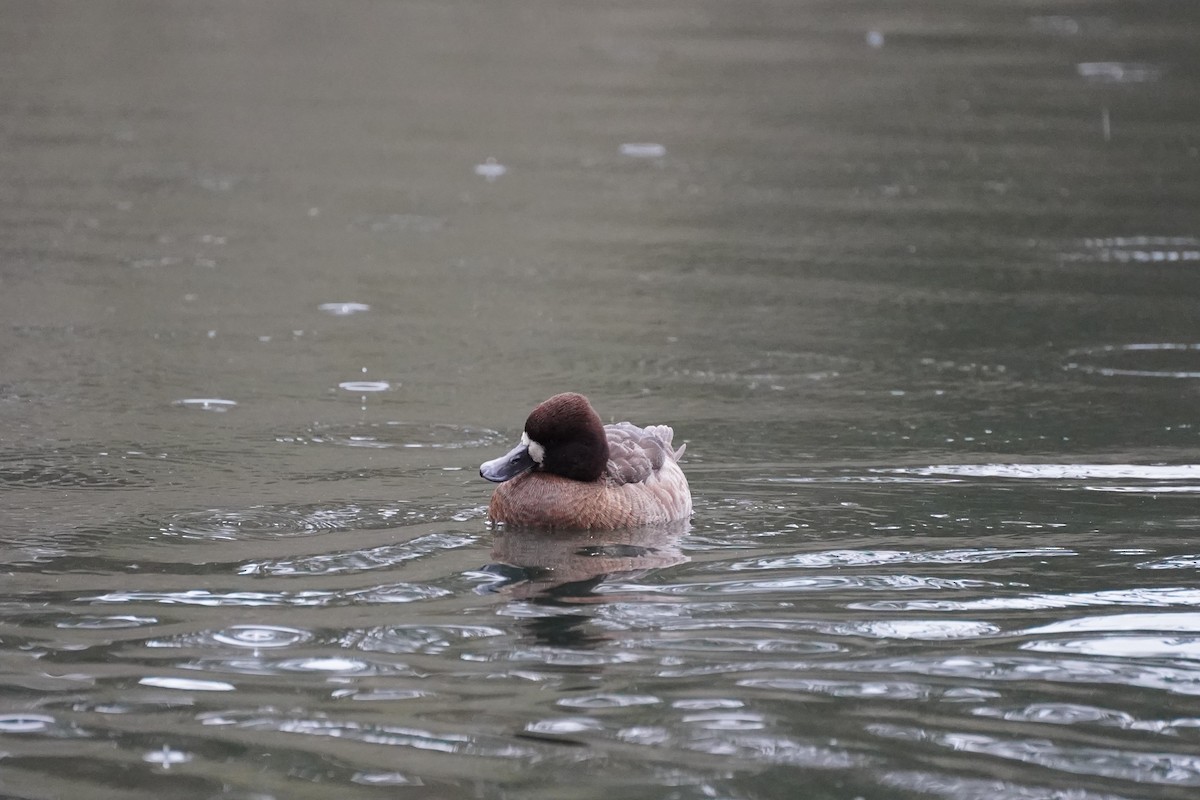 Lesser Scaup - ML615030001