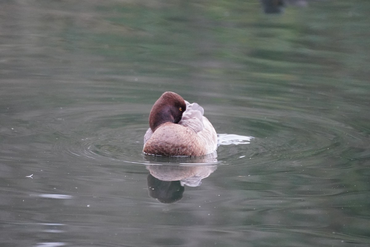 Lesser Scaup - ML615030002