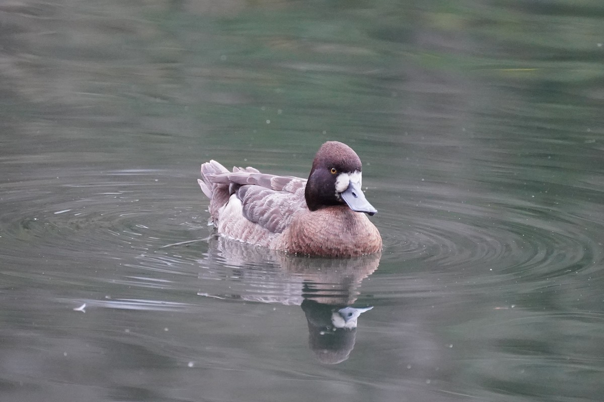 Lesser Scaup - ML615030003