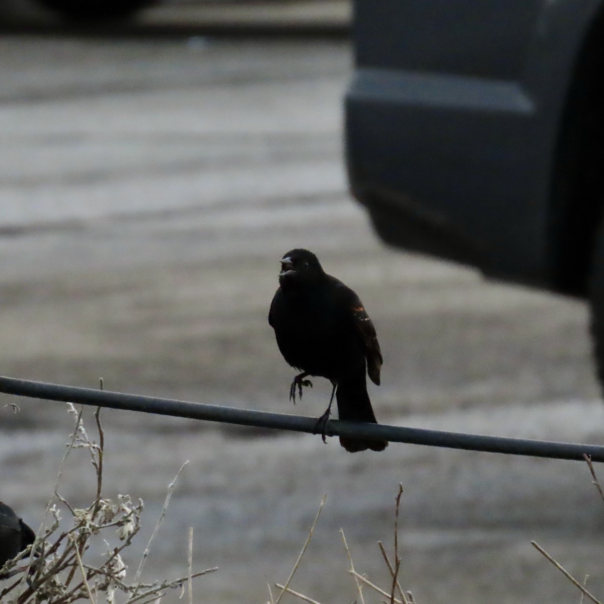 Red-winged Blackbird - ML615030038