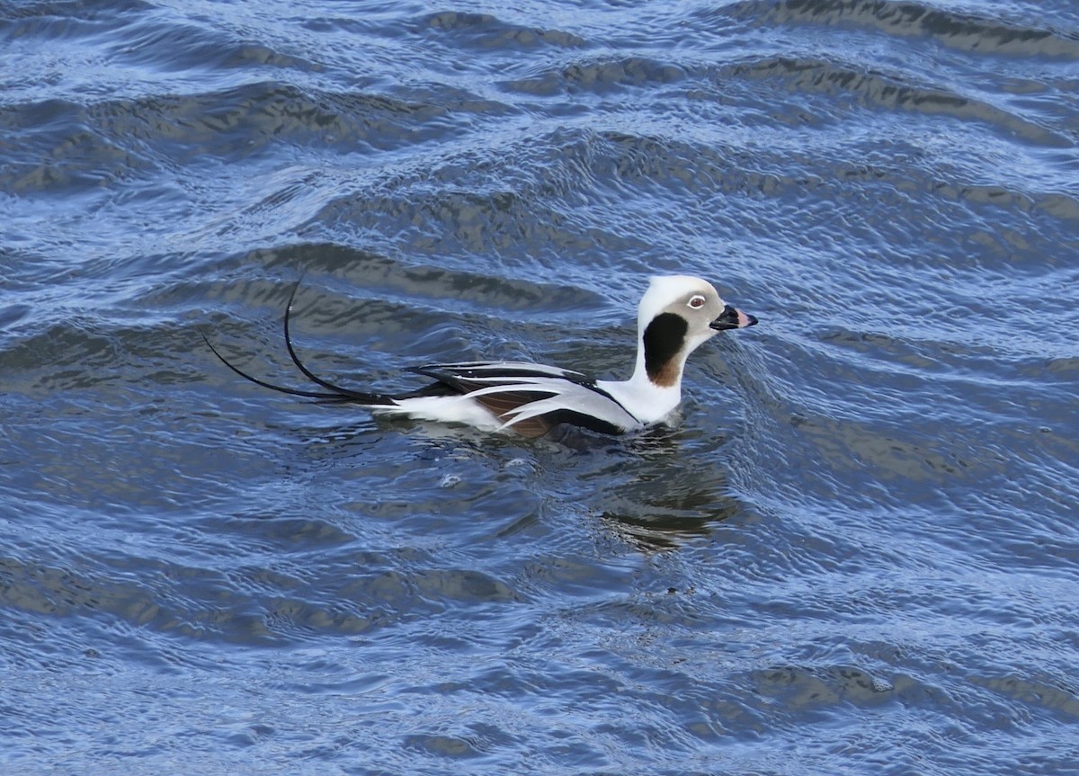 Long-tailed Duck - ML615030039
