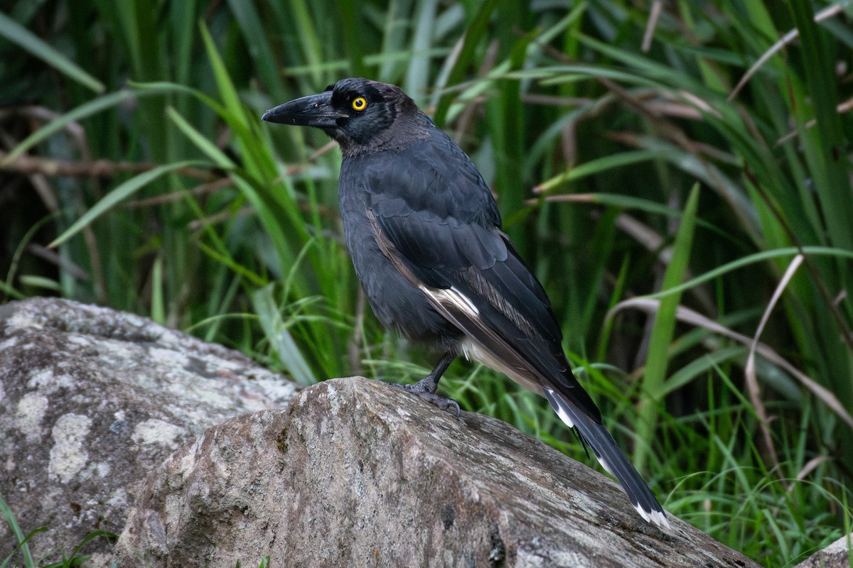 Pied Currawong - Trevor Evans