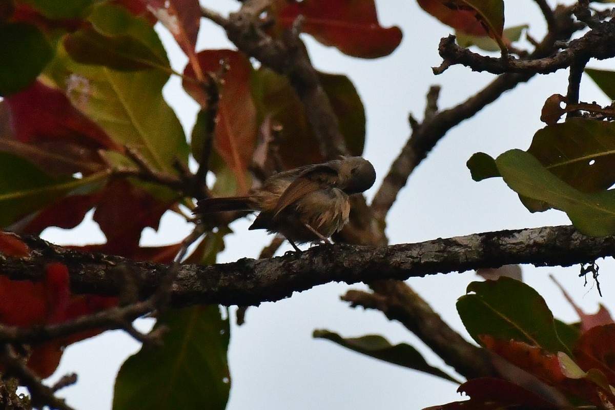 Brown-cheeked Fulvetta - Anirudh Kamakeri