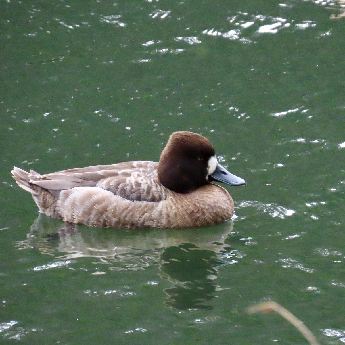 Lesser Scaup - Richard Fleming