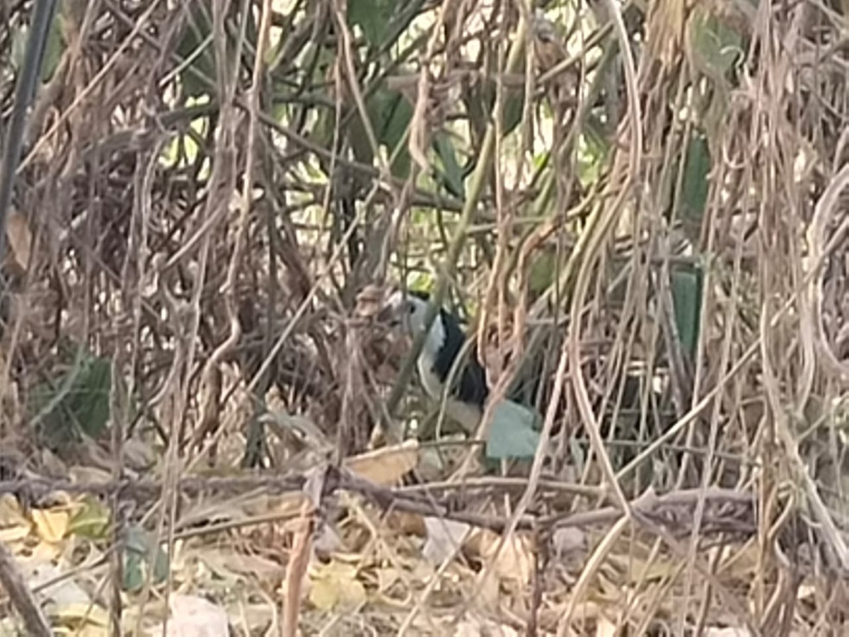 White-breasted Waterhen - Srinidhi Kannan