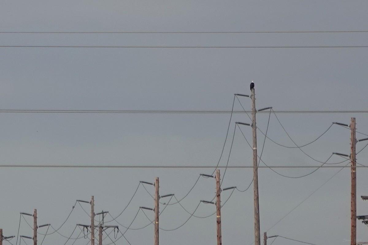 Bald Eagle - Steve Neely