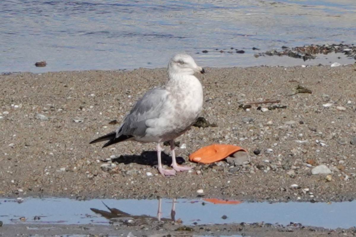 Herring Gull - ML615030270